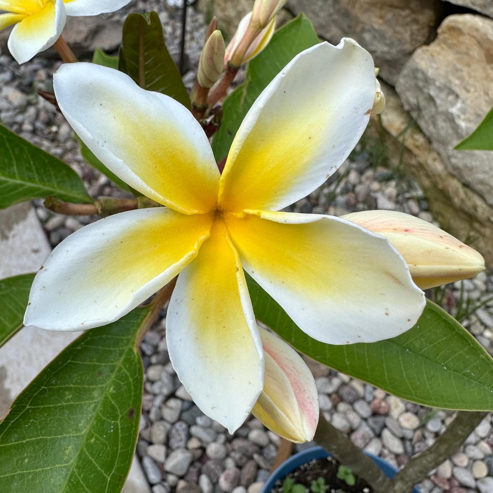 Atmospheric visual texture supporting opening presence