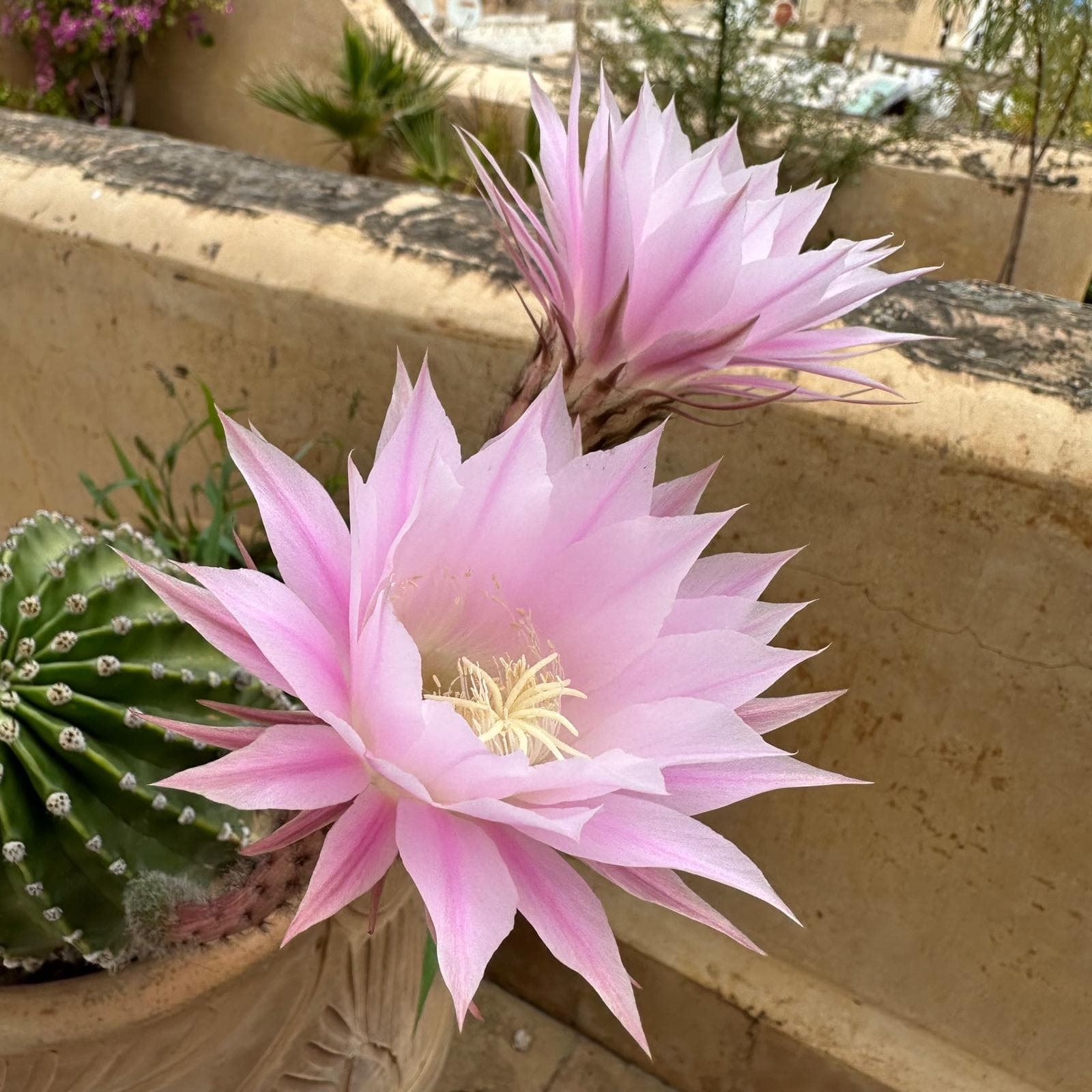 Quiet environmental photo accompanying Ramadan Oasis overview